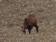 72 E io, camoscio, senza neve, posso mangiare